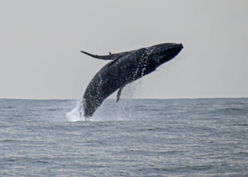 Com quase 700 registros, Ilhabela tem temporada histórica de baleias-jubarte em 2025