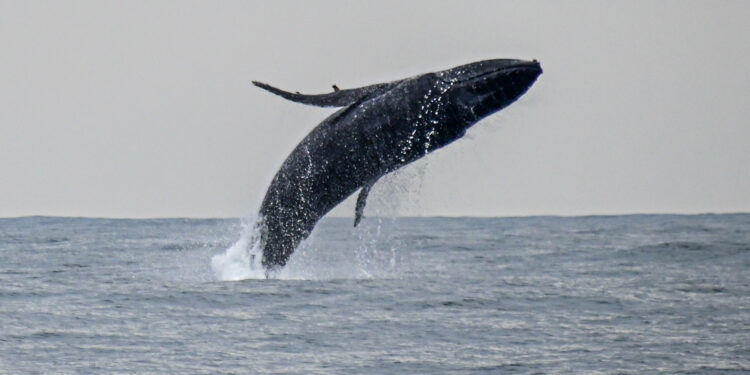 Com quase 700 registros, Ilhabela tem temporada histórica de baleias-jubarte em 2025
