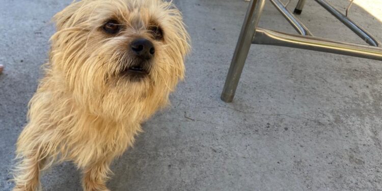 Programa “Bem-Estar Animal” edição desta quarta-feira (27) é cancelada devido à chuva