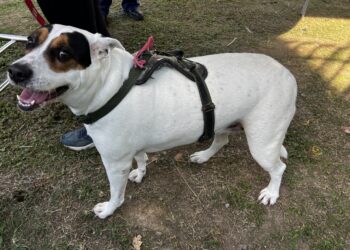 Programa “Bem-Estar Animal” leva atendimento gratuito aos pets do Morro do Cantagalo, na Vila