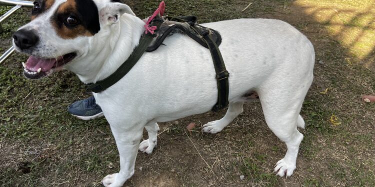 Programa “Bem-Estar Animal” leva atendimento gratuito aos pets do Morro do Cantagalo, na Vila