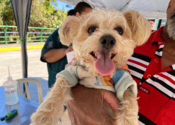 Programa “Bem-Estar Animal” vacina 40 pets na Armação