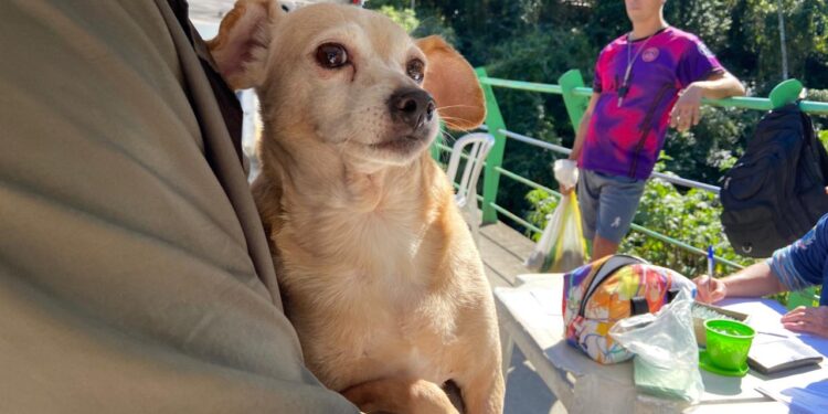 Programa “Bem-Estar Animal” vacina 57 pets no Morro do Cantagalo