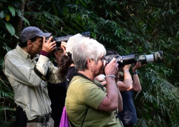 Ilhabela realiza Bird Week 2025 com programação especial de observação de aves e educação ambiental