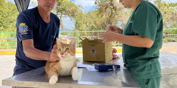 Programa “Bem-Estar Animal” vacina cerca de 70 pets no Morro dos Mineiros e no Morro do Cantagalo em Ilhabela