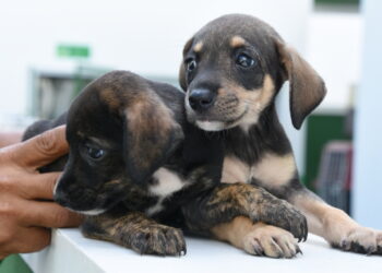 Com mais de 30 mil pets cadastrados, Ilhabela lança campanha para identificar número total de cães e gatos em toda a cidade