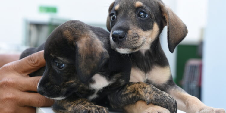 Com mais de 30 mil pets cadastrados, Ilhabela lança campanha para identificar número total de cães e gatos em toda a cidade
