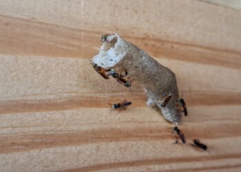 Nova legislação permite criação de abelhas nativas sem ferrão em Ilhabela