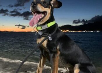 Ilhabela reforça cuidados com pets e alerta para risco de hipertermia no verão