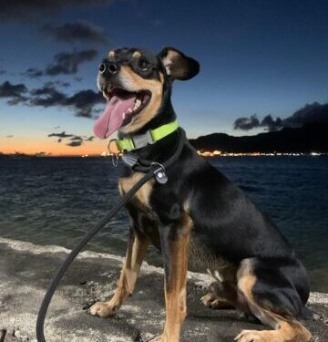 Ilhabela reforça cuidados com pets e alerta para risco de hipertermia no verão