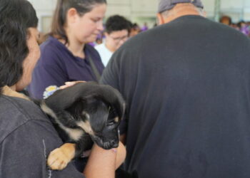 Feira de adoção de animais durante 6ª Corrida das Mulheres cria conexões entre pets e tutores