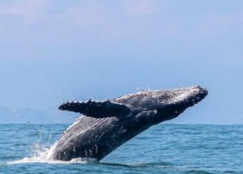 Ilhabela se prepara para temporada de baleias 2026 após ano recorde