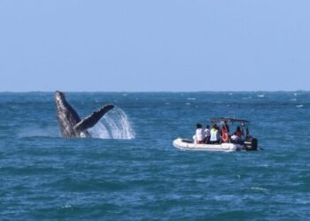 Ilhabela é destaque no Prêmio Sebrae Prefeitura Empreendedora com projeto Cidade Amiga das Baleias