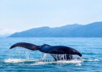 Ilhabela registra primeiro avistamento de baleia jubarte na costa brasileira em 2026