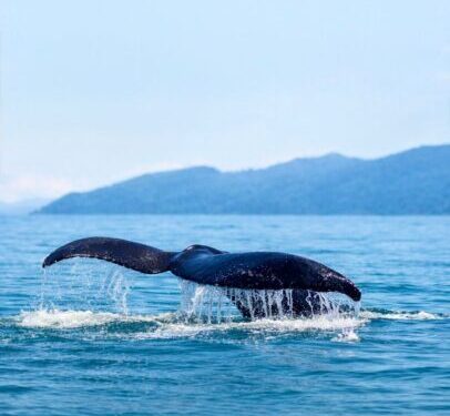 Ilhabela registra primeiro avistamento de baleia jubarte na costa brasileira em 2026