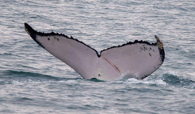 Foto-identificação em Ilhabela integra estudo internacional sobre travessias recordes de baleias-jubarte