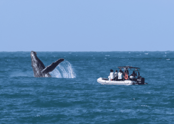 Ilhabela abre inscrições para Oficina de Boas Práticas de Observação de Baleias