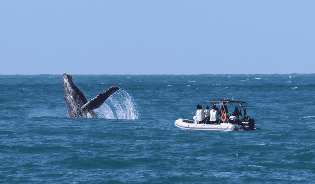 Ilhabela abre inscrições para Oficina de Boas Práticas de Observação de Baleias