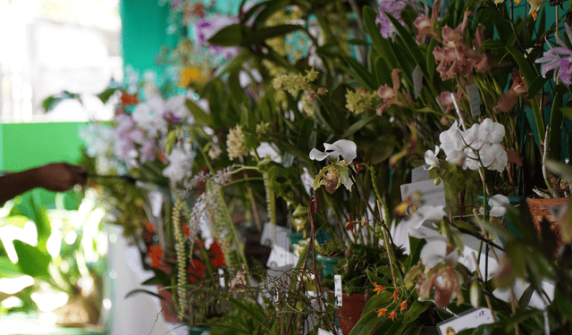 Ilhabela realiza 18ª Exposição de Orquídeas entre os dias 8 e 10 de maio na Vila