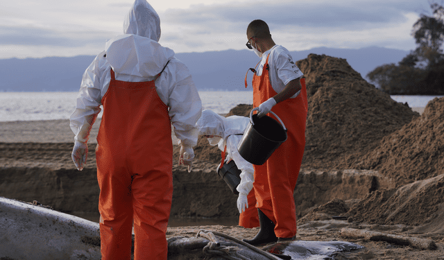 Instituto Argonauta descarta sinais de colisão em baleia-jubarte encontrada morta em Ilhabela