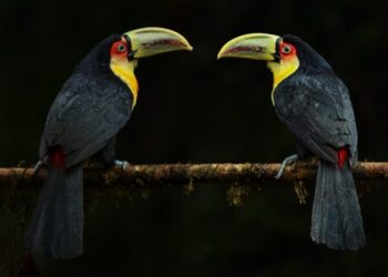 Ilhabela será destaque pelo segundo ano consecutivo na Global Birdfair