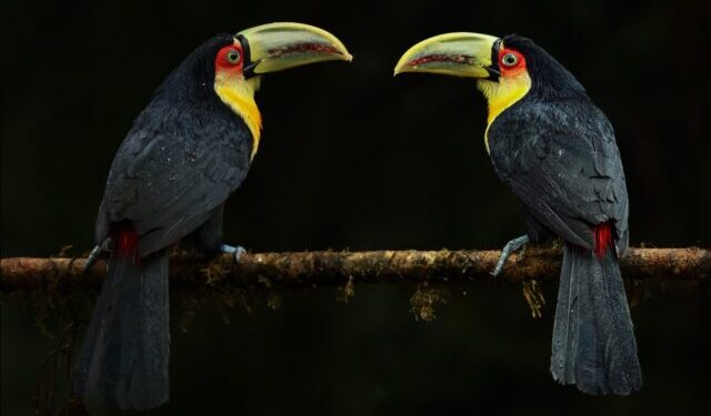 Ilhabela será destaque pelo segundo ano consecutivo na Global Birdfair
