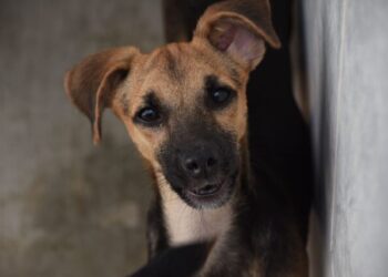 Prefeitura de Ilhabela mantém campanha semanal de vacinação animal nesta quarta-feira (29)