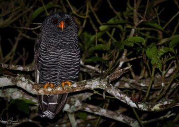 8ª Edição da Bird Week terá passeios gratuitos para observar aves em Ilhabela
