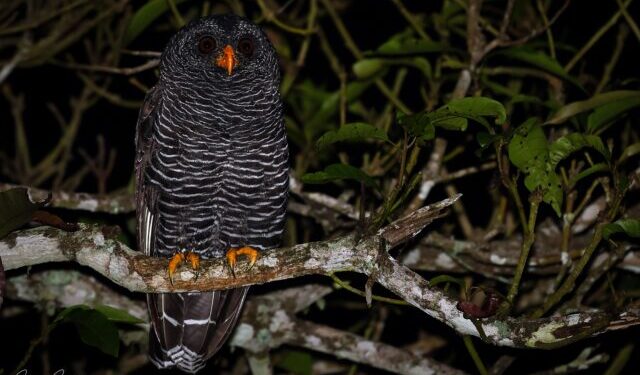 8ª Edição da Bird Week terá passeios gratuitos para observar aves em Ilhabela