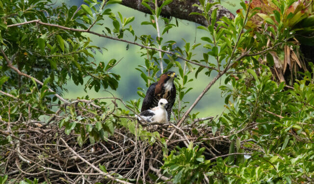 Ilhabela Bird Week promove exposição fotográfica “Aves de Ilhabela”