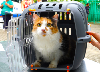 Prefeitura de Ilhabela reforça campanha semanal de vacinação para cães e gatos