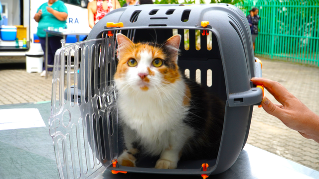 Prefeitura de Ilhabela reforça campanha semanal de vacinação para cães e gatos