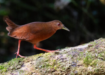 Ilhabela recebe Bird Week a partir da próxima segunda-feira (21), com atividades gratuitas
