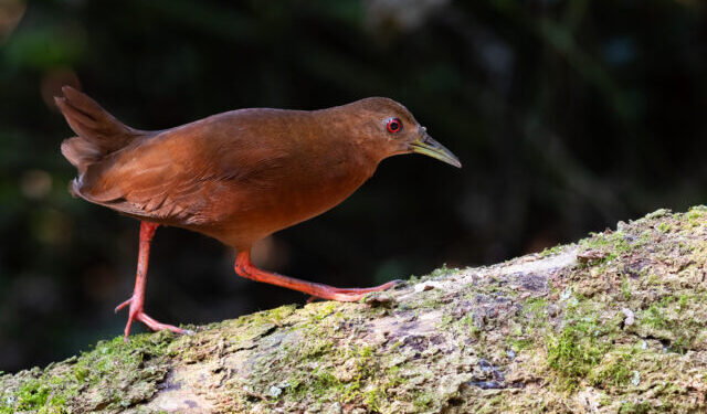 Ilhabela recebe Bird Week a partir da próxima segunda-feira (21), com atividades gratuitas